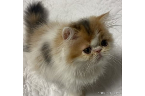 販売中の埼玉県のエキゾチックロングヘア-54606